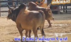 คลิปวัวชนย้อนหลัง ผลการชน โคลังสาดสุดรักลูกใจสิงห์ (สายฟ้า)  VS  โคแดงกัญชลียอดมีชัย (อ้ายลุ้น)