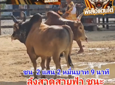 คลิปวัวชนย้อนหลัง ผลการชน โคลังสาดสุดรักลูกใจสิงห์ (สายฟ้า) VS โคแดงกัญชลียอดมีชัย (อ้ายลุ้น)