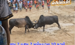 คลิปวัวชนย้อนหลัง ผลการชน โคดุกด้างมหาทรัพย์พิทักษ์นำชัย VS โคโหนดงามแสนเชิงจอมลีลา (อ้ายแสน)