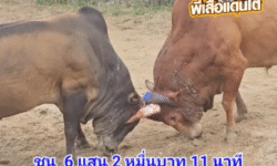 คลิปวัวชนย้อนหลัง ผลการชน โคแดงแสนราชสีห์ (ท่านแสน) VS โคโหนดโหดสุดสุด