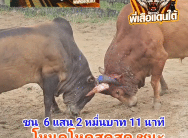 คลิปวัวชนย้อนหลัง ผลการชน โคแดงแสนราชสีห์ (ท่านแสน) VS โคโหนดโหดสุดสุด