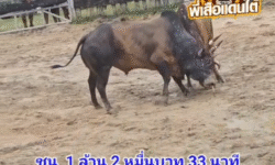 คลิปวัวชนย้อนหลัง ผลการชน โคลังสาดสามดาว (ไอ้บ่าวนุ้ย) VS โคโหนดงามยอดขุนพล (ไอ้แป๊บ)