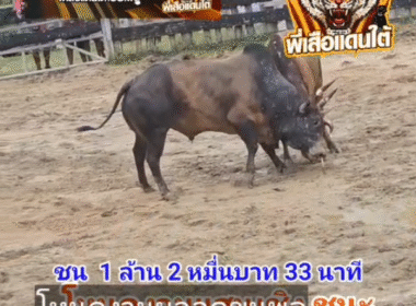 คลิปวัวชนย้อนหลัง ผลการชน โคลังสาดสามดาว (ไอ้บ่าวนุ้ย) VS โคโหนดงามยอดขุนพล (ไอ้แป๊บ)