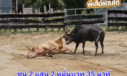 คลิปวัวชนย้อนหลัง ผลการชน โคขาวงามเพชรพยัคฆ์นำชัย (เหล้าขาว) VS โคดุกด้างเจ้าปัญญาลีลาเลิศ (ไอ้2ล้าน)