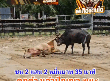 คลิปวัวชนย้อนหลัง ผลการชน โคขาวงามเพชรพยัคฆ์นำชัย (เหล้าขาว) VS โคดุกด้างเจ้าปัญญาลีลาเลิศ (ไอ้2ล้าน)