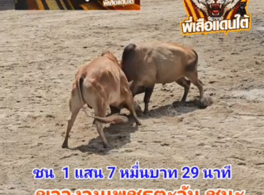 คลิปวัวชนย้อนหลัง ผลการชน ลังสาดเพชฌฆาตทายาทอัจริยะ (อ้ายรถถัง) VS ขาวงามเพชรตะวัน (สบู่)