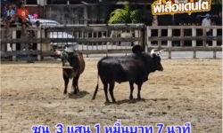 คลิปวัวชนย้อนหลัง ผลการชน โหนดพยัคฆ์ร้ายโชคนำชัย (ควายทุ่งป้อง)  VS โหนดใจเด็ดเพชรชูชัย (พายุน้อย)