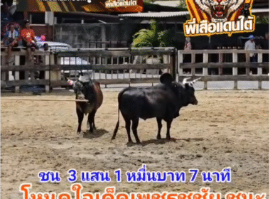 คลิปวัวชนย้อนหลัง ผลการชน โหนดพยัคฆ์ร้ายโชคนำชัย (ควายทุ่งป้อง)  VS โหนดใจเด็ดเพชรชูชัย (พายุน้อย)