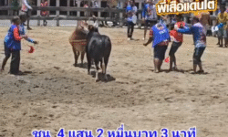 คลิปวัวชนย้อนหลัง ผลการชน ลังสาดสิงห์ตะวันฉาย (แพนด้า)  VS นิลน้อยร้อยวิชา (ลูกดอก)