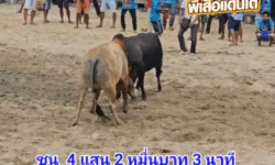 คลิปวัวชนย้อนหลัง ผลการชน ลังสาดสิงห์ตะวันฉาย (แพนด้า)  VS นิลน้อยร้อยวิชา (ลูกดอก)