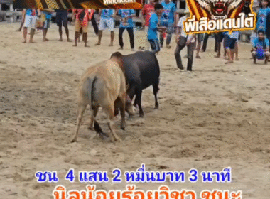 คลิปวัวชนย้อนหลัง ผลการชน ลังสาดสิงห์ตะวันฉาย (แพนด้า)  VS นิลน้อยร้อยวิชา (ลูกดอก)