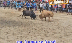 คลิปวัวชนย้อนหลัง ผลการชน ดุกด้างไพรพะยอม (อ้ายทองพูน) VS ขาวงามแสงดาวยอดนำชัย (เจ้าฟาง)