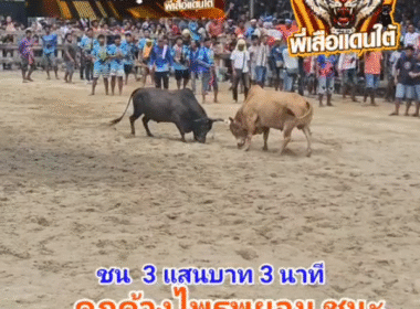 คลิปวัวชนย้อนหลัง ผลการชน ดุกด้างไพรพะยอม (อ้ายทองพูน) VS ขาวงามแสงดาวยอดนำชัย (เจ้าฟาง)