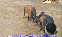 คลิปวัวชนย้อนหลัง ผลการชน ลังสาดตระกูลเพชร (หมวกแดง)  VS โหนดงามเพชรมงคลชัย (มังกรหยก)