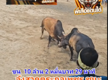 คลิปวัวชนย้อนหลัง ผลการชน ลังสาดตระกูลเพชร (หมวกแดง)  VS โหนดงามเพชรมงคลชัย (มังกรหยก)