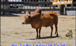 คลิปวัวชนย้อนหลัง ผลการชน ท้องลายใจเด็ดเพชรเกษม (จุดระเบิด)  VS แดงงามอันดามัน (ศรีราชาภาค 2)