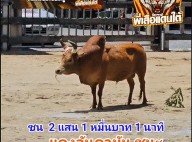คลิปวัวชนย้อนหลัง ผลการชน ท้องลายใจเด็ดเพชรเกษม (จุดระเบิด)  VS แดงงามอันดามัน (ศรีราชาภาค 2)