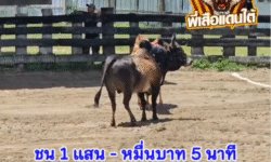 คลิปวัวชนย้อนหลัง ผลการชน โหนดวันมีชัย (น้ำร้อน) VS ขาวแดงงามอินทรีย์ทอง (แก่นเพชร)