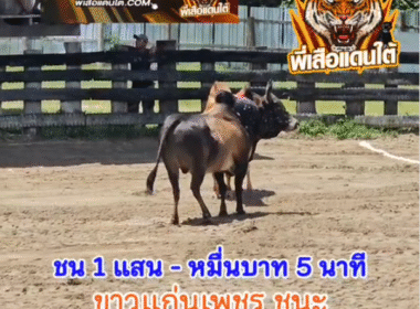 คลิปวัวชนย้อนหลัง ผลการชน โหนดวันมีชัย (น้ำร้อน) VS ขาวแดงงามอินทรีย์ทอง (แก่นเพชร)