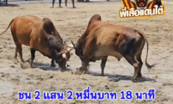 คลิปวัวชนย้อนหลัง ผลการชน ลังสาดเพชรมงคลชัย VS ลังสาดลูกสิงห์ (ไอ้หัวมัน)