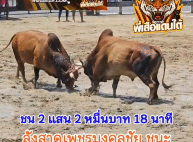 คลิปวัวชนย้อนหลัง ผลการชน ลังสาดเพชรมงคลชัย VS ลังสาดลูกสิงห์ (ไอ้หัวมัน)