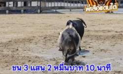 คลิปวัวชนย้อนหลัง ผลการชน ลังสาดเพชรพยัคฆ์พิทักชัย (ซีโฟร์)  VS โหนดแซมราชสีห์ (เสือเฒ่า)