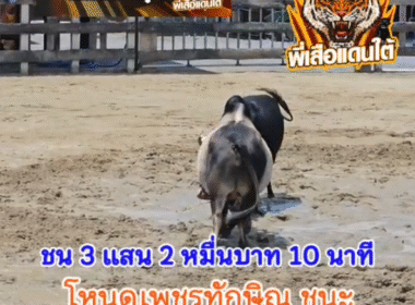 คลิปวัวชนย้อนหลัง ผลการชน ลังสาดเพชรพยัคฆ์พิทักชัย (ซีโฟร์)  VS โหนดแซมราชสีห์ (เสือเฒ่า)