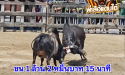 คลิปวัวชนย้อนหลัง ผลการชน โหนดหลังขาวเทพประทาน (กาขาว)  VS ดุกด้างเจ้าสัวเล็กเพชรพันล้าน (ซุปเปอร์เปี๊ยก)