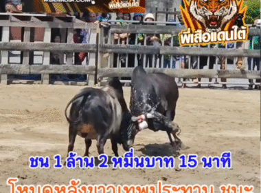 คลิปวัวชนย้อนหลัง ผลการชน โหนดหลังขาวเทพประทาน (กาขาว)  VS ดุกด้างเจ้าสัวเล็กเพชรพันล้าน (ซุปเปอร์เปี๊ยก)