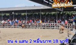 คลิปวัวชนย้อนหลัง ผลการชน ลังสาดก้องฟ้าเพชรแสนเหลี่ยม (อ้ายก้อง)  VS โหนดงามวาสนาพาโชคลูกสามแผ่นดิน