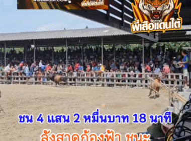 คลิปวัวชนย้อนหลัง ผลการชน ลังสาดก้องฟ้าเพชรแสนเหลี่ยม (อ้ายก้อง)  VS โหนดงามวาสนาพาโชคลูกสามแผ่นดิน