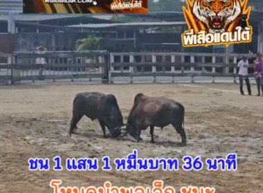 คลิปวัวชนย้อนหลัง ผลการชน โหนดไฟเจ้าลีลา (อ้ายปีเตอร์) VS โหนดนำพลเล็ก