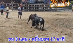 คลิปวัวชนย้อนหลัง ผลการชน โหนดขวัญชัย (หัวแดง)  VS ลายพยัคฆ์อนันต์ (ปีเตอร์)