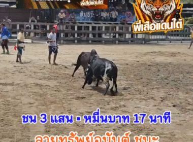 คลิปวัวชนย้อนหลัง ผลการชน โหนดขวัญชัย (หัวแดง)  VS ลายพยัคฆ์อนันต์ (ปีเตอร์)