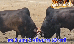 คลิปวัวชนย้อนหลัง ผลการชน โหนดสมองกลยอดขุนพล (คูโบต้า) VS นิลมาพิชิต (ไอ้เสาร์)