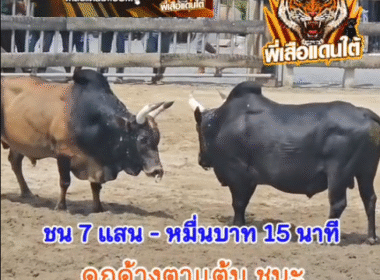 คลิปวัวชนย้อนหลัง ผลการชน นิลใจเด็ด  VS โหนดหลังขาวนำโชค (จูเนียร์)