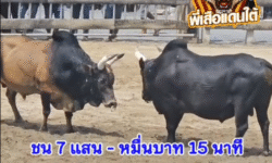 คลิปวัวชนย้อนหลัง ผลการชน โหนดคชสาร (อ้ายพลาย)  VS ดุกด้างยอดขุนพลสามศิลา (ตาแต้ม)