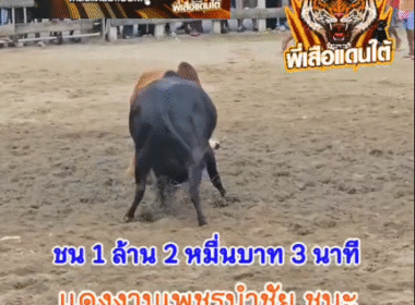 คลิปวัวชนย้อนหลัง ผลการชน ดุกด้างพชรแสนเชิง (อ้ายลูกหิน)  VS แดงเทวาเพชรนำชัย (ริดดิด)