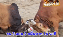 คลิปวัวชนย้อนหลัง ผลการชน แดงยอดวิชาดาราเมืองลุง (สุดหล่อ) VS ลังสาดอัศวินแจสเปอร์ (ไอ้บุญรอด)