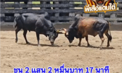 คลิปวัวชนย้อนหลัง ผลการชน โหนดดีเซลเล็ก (แว่นน้อย)  VS  นิลงามจักรพรรดิ์ (สาปเสือ)