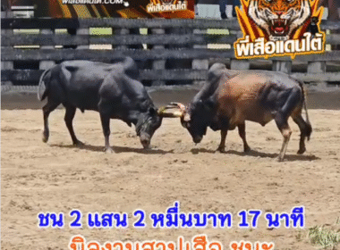 คลิปวัวชนย้อนหลัง ผลการชน โหนดดีเซลเล็ก (แว่นน้อย)  VS  นิลงามจักรพรรดิ์ (สาปเสือ)