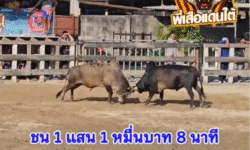คลิปวัวชนย้อนหลัง ผลการชน แดงจิระวิชิต (เชิดชัย)  VS ลังสาดมหาชัย