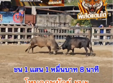 คลิปวัวชนย้อนหลัง ผลการชน โหนดภูพยัคฆ์เพชรพลายสิงห (บังภู)  VS ลางสาดปิโตรเลียม (ลูกปั้ม)