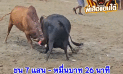คลิปวัวชนย้อนหลัง ผลการชน แดงไฟใจเด็ด (เลือดศิลปิน)  VS  โหนดยอดเด็ดเพชรอนาคิน (จิมมี่)