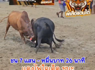 คลิปวัวชนย้อนหลัง ผลการชน แดงไฟใจเด็ด (เลือดศิลปิน)  VS  โหนดยอดเด็ดเพชรอนาคิน (จิมมี่)