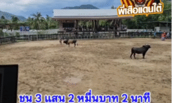 คลิปวัวชนย้อนหลัง ผลการชน โหนดลูกหนูนุ้ยตลุยศึก (ไอ้หนูเนือย)  VS โหนดแซมขักรกฤษ (ร้อยปล้อง)