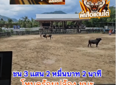 คลิปวัวชนย้อนหลัง ผลการชน โหนดลูกหนูนุ้ยตลุยศึก (ไอ้หนูเนือย)  VS โหนดแซมขักรกฤษ (ร้อยปล้อง)