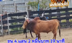 คลิปวัวชนย้อนหลัง ผลการชน แดงงามมาตามนัด (ไอ้รุ่น)  VS ดุกด้างเขาหินผา (ไอ้หมาใน)