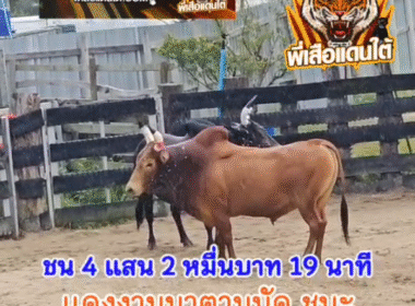 คลิปวัวชนย้อนหลัง ผลการชน แดงงามมาตามนัด (ไอ้รุ่น)  VS ดุกด้างเขาหินผา (ไอ้หมาใน)