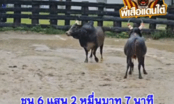 คลิปวัวชนย้อนหลัง ผลการชน โหนดงามมั่งมีทวีทรัพย์ (สีทอง) VS โหนดตามติด (เมียหลวง)